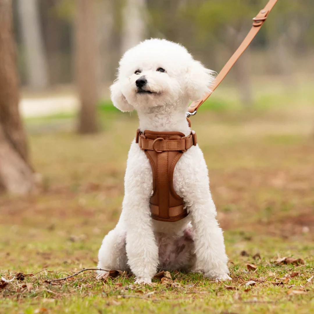 Harnais anti-traction avec laisse pour chien