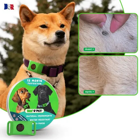 Collier Anti-Puces et Anti-Tiques pour Chiens