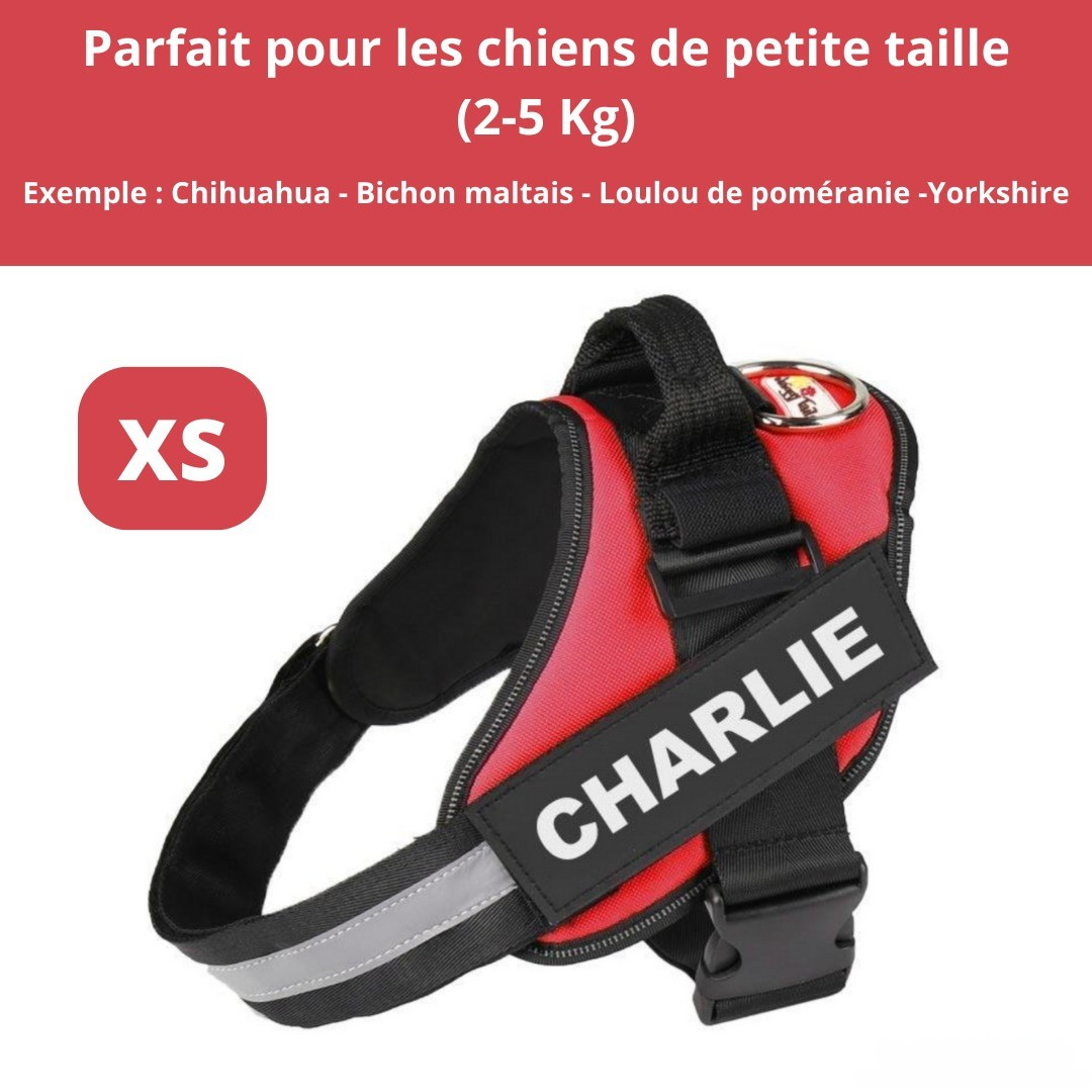 Harnais personnalisable anti-traction pour petit chien