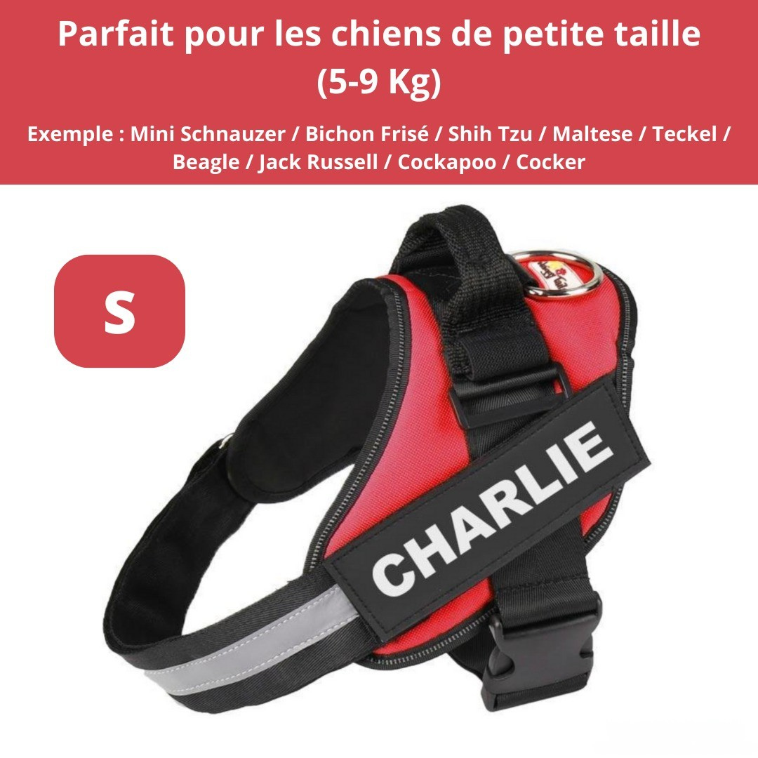 Harnais personnalisable anti-traction pour petit chien