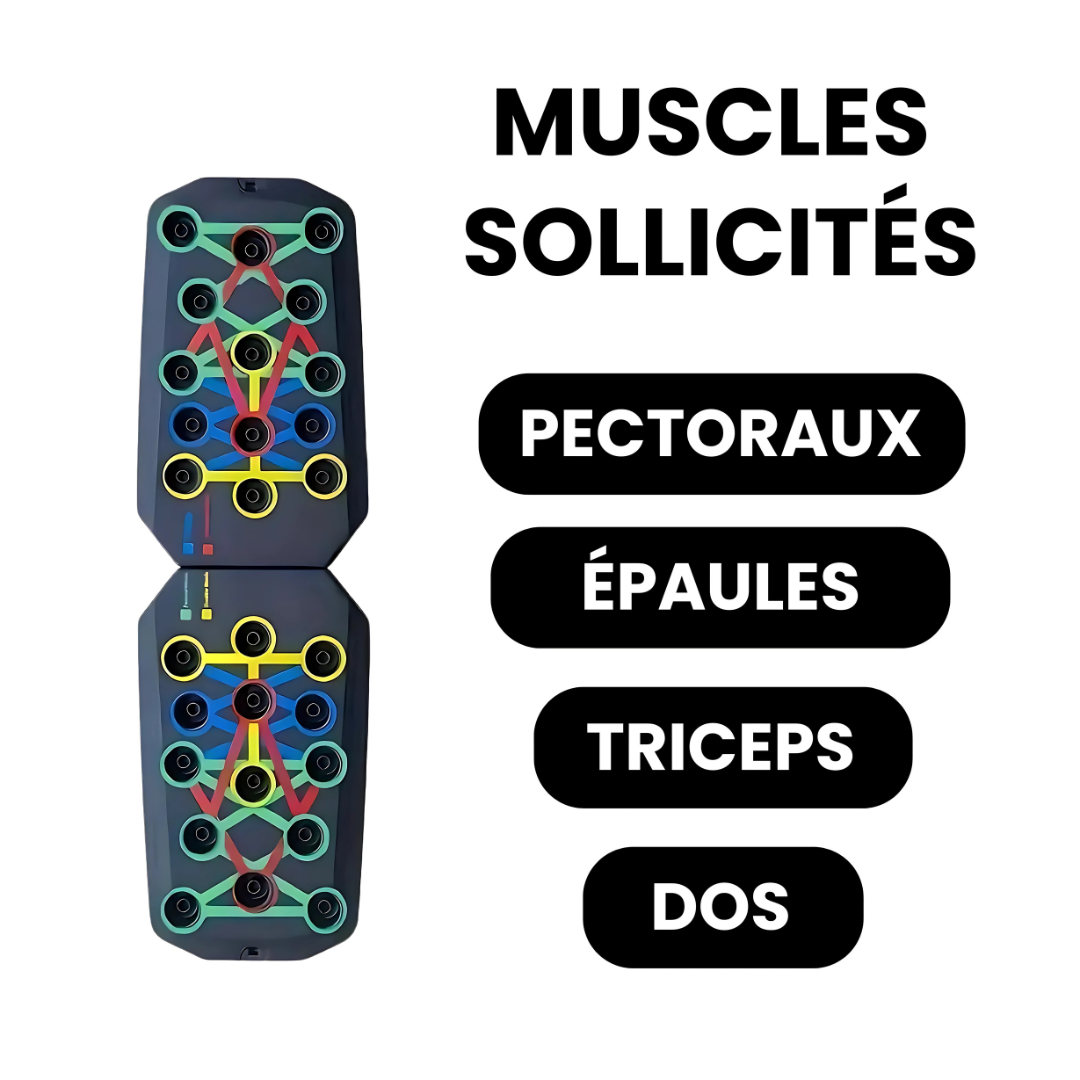 Planche Musculation avec Ciblage Musculaire par Couleur