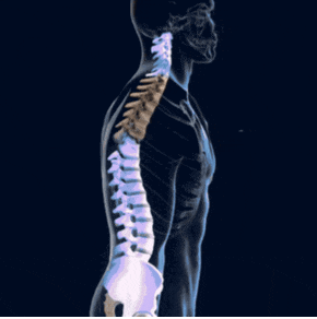Ceinture lombaire ergonomique