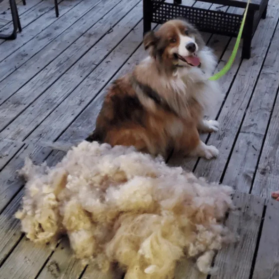 Brosse Vapeur Anti-Poils pour Chiens et Chats