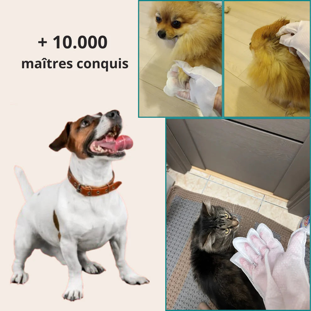 Boîte de gants nettoyants pour animaux