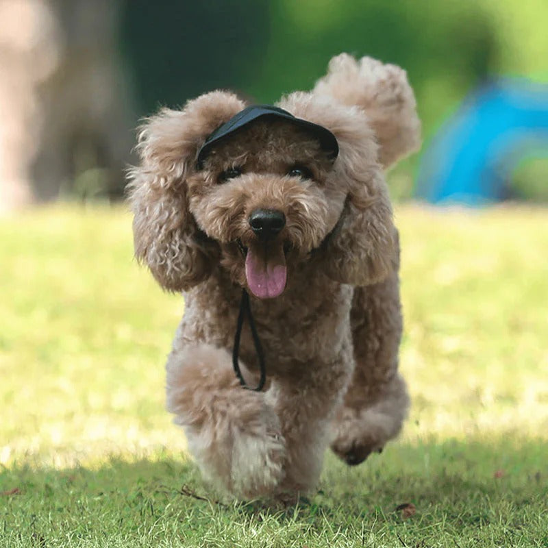 Casquette pour chien