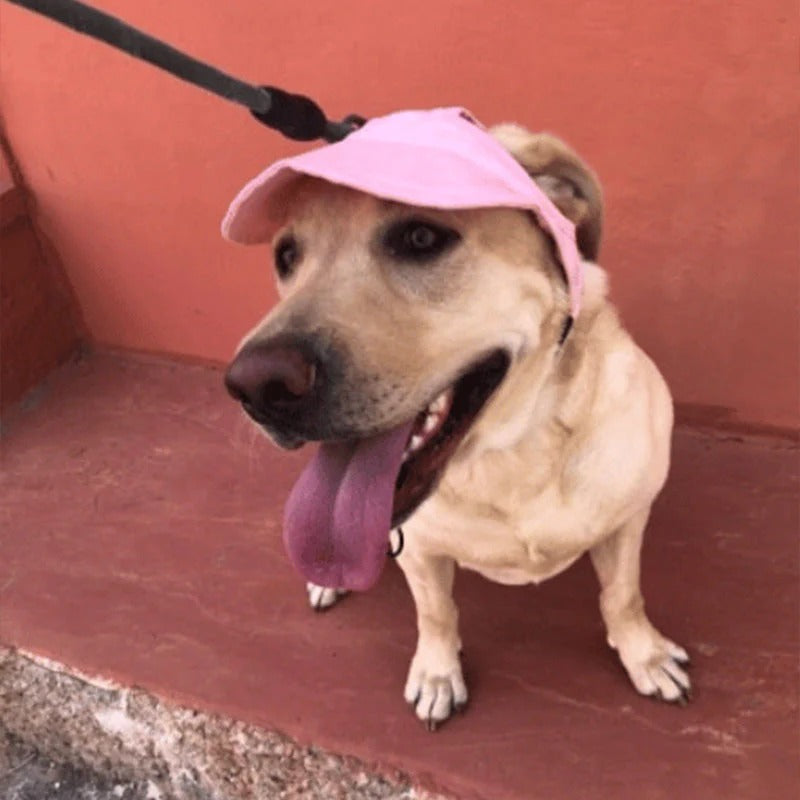 Casquette pour chien
