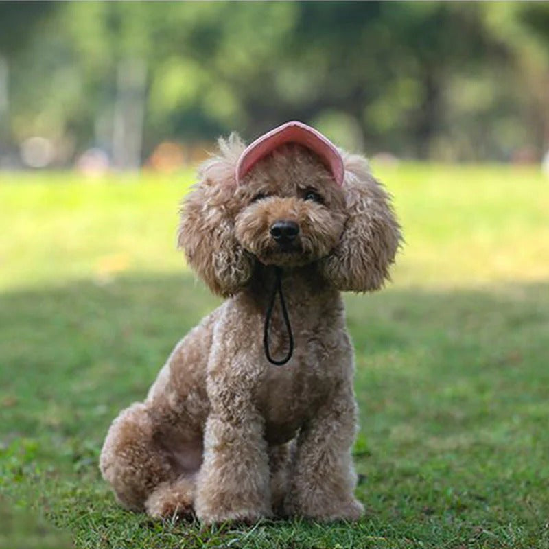 Casquette pour chien