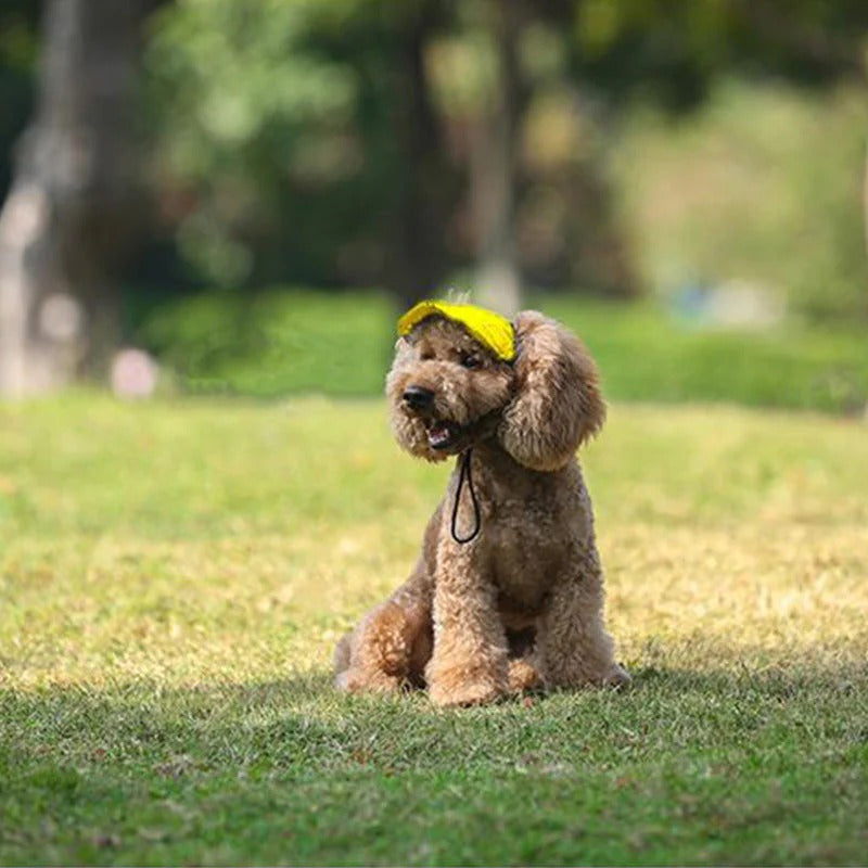 Casquette pour chien