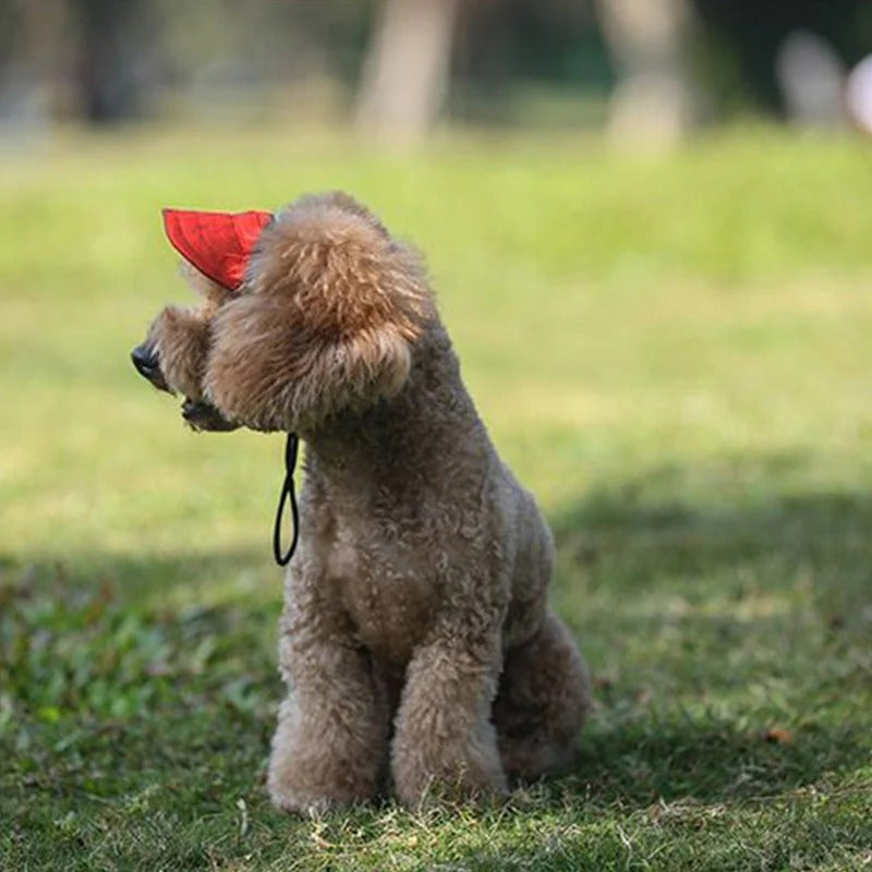 Casquette pour chien