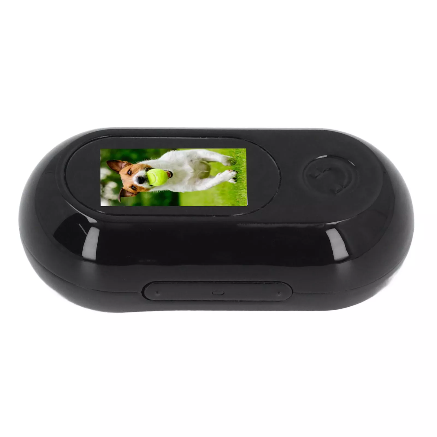 Caméra Miniature pour Collier de Chat – Vue Immersive à 360°