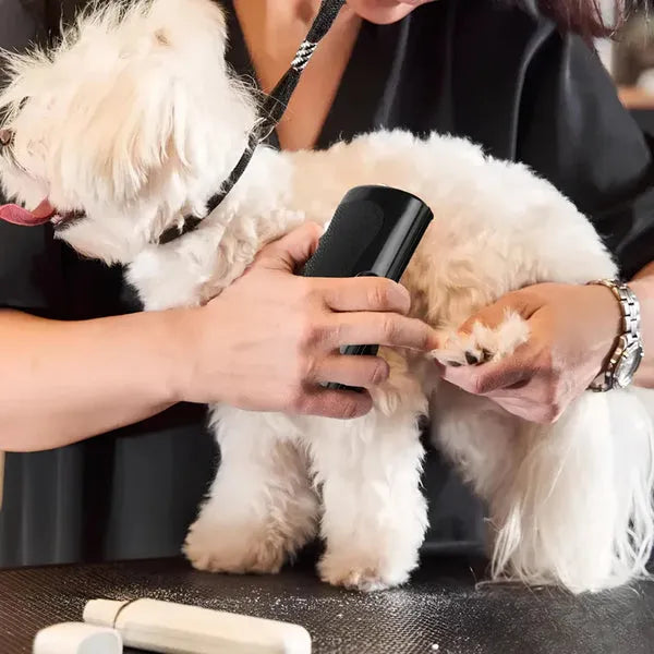 Brosse de toilettage anti-poils pour chiens et chats