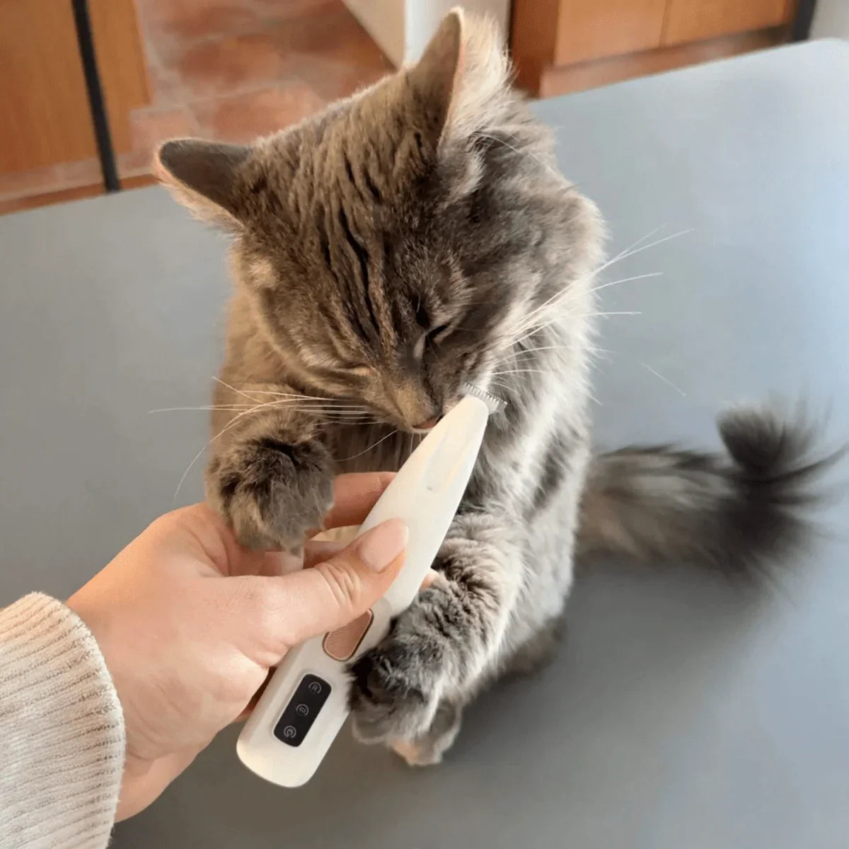 Leise Schermaschine für Katzen