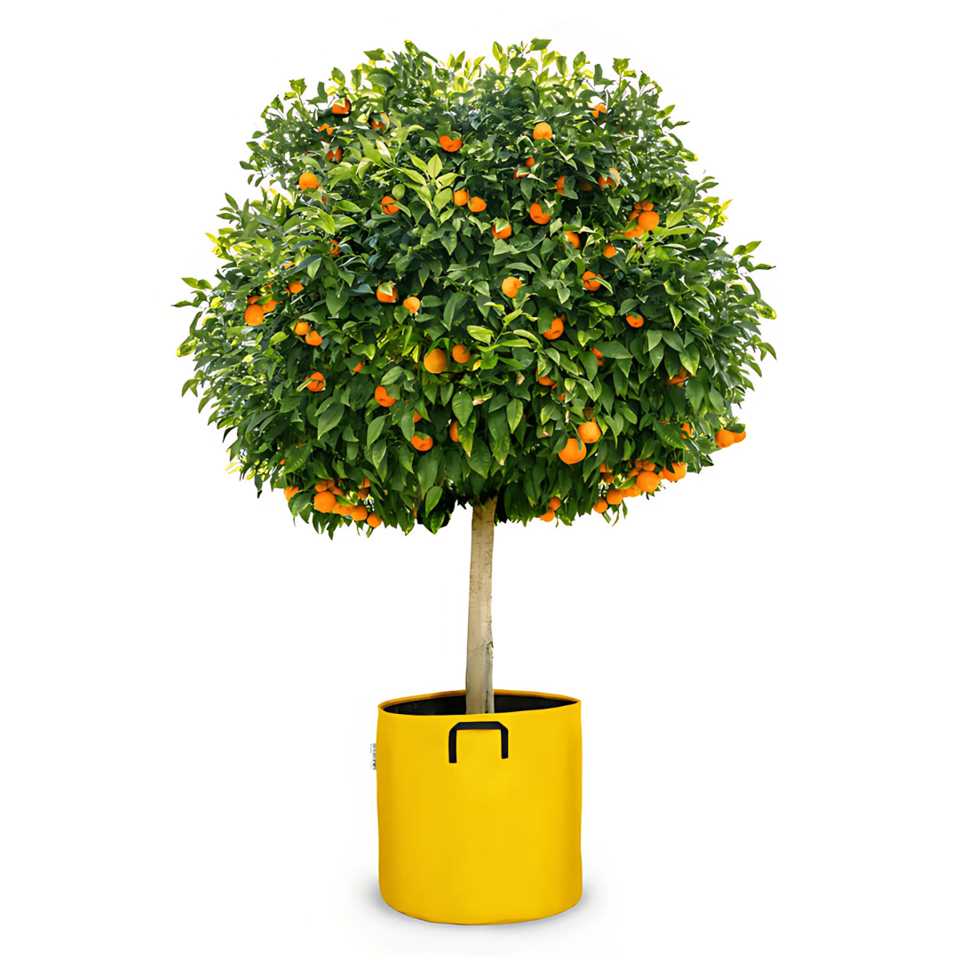 Vaso auto-irrigante in evoluzione