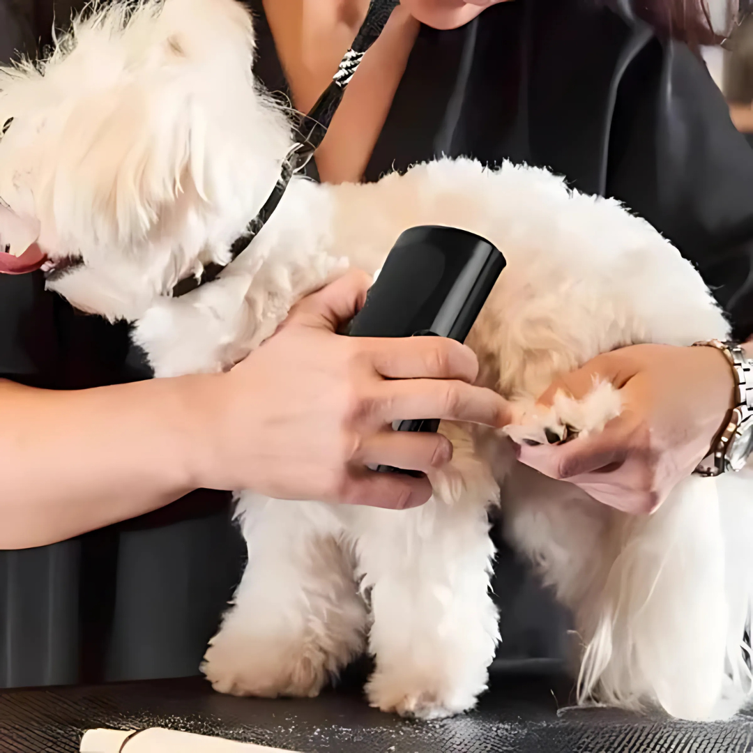 Spazzola per cani