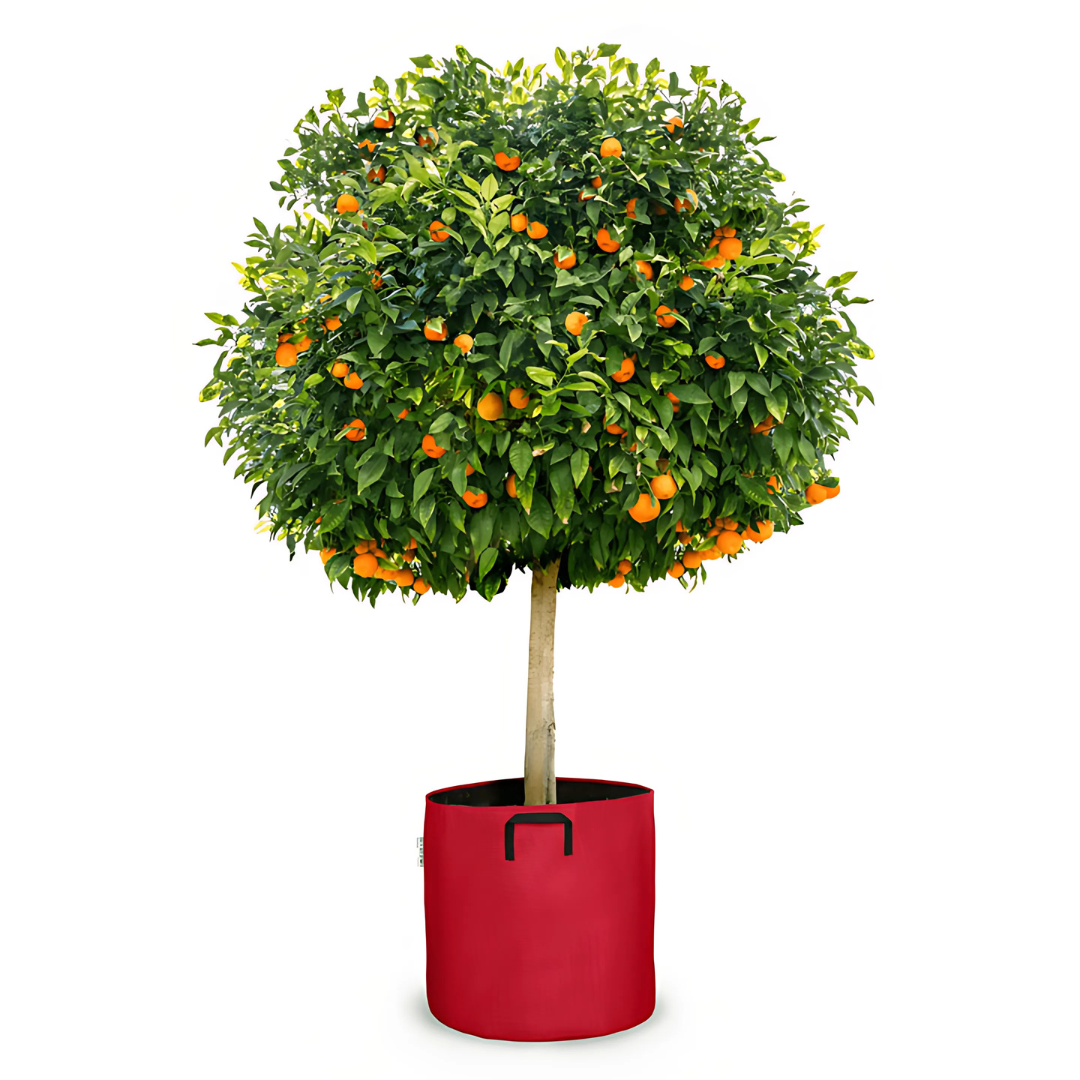 Vaso auto-irrigante in evoluzione