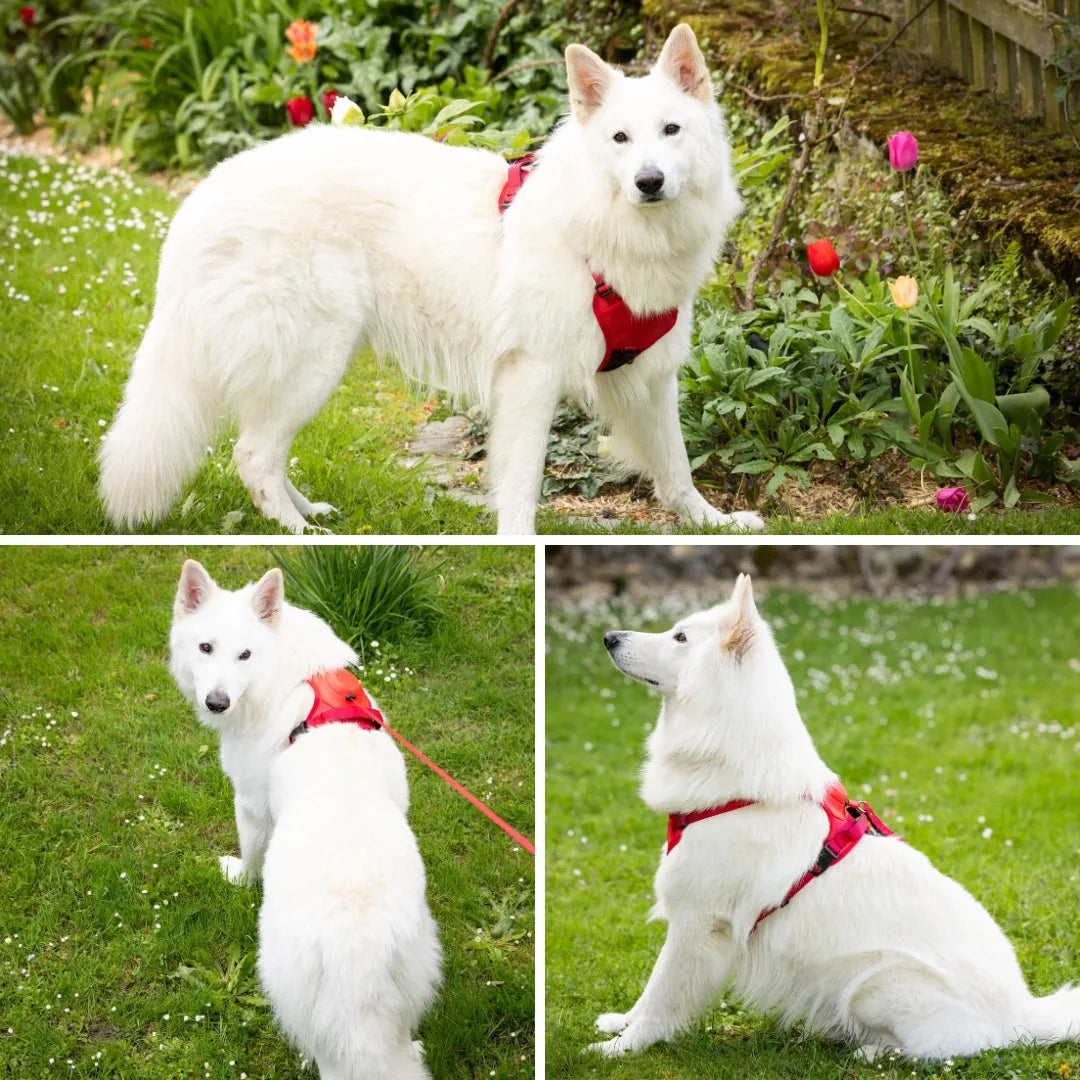 Pettorina per cani 2 in 1