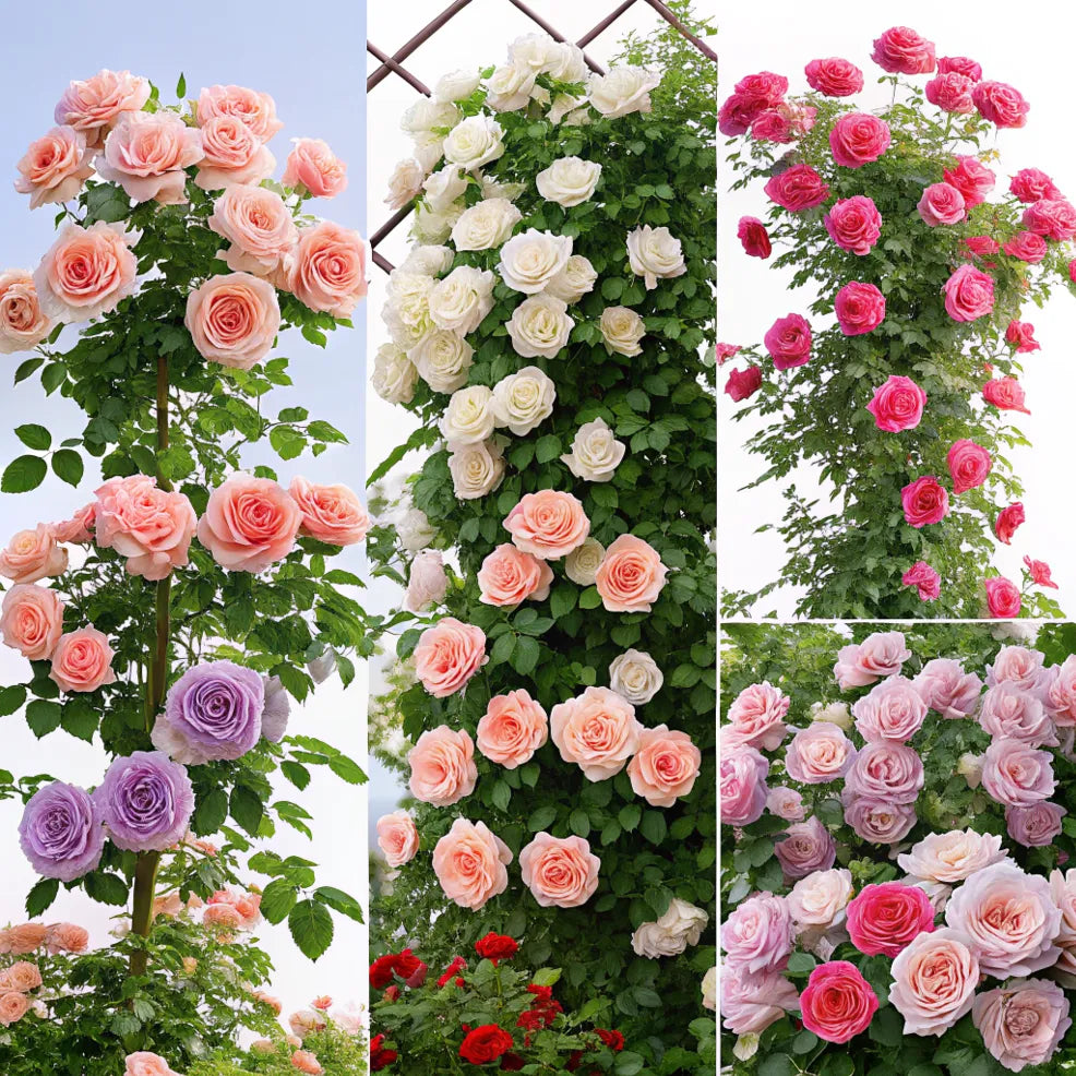 Semi di rose rampicanti