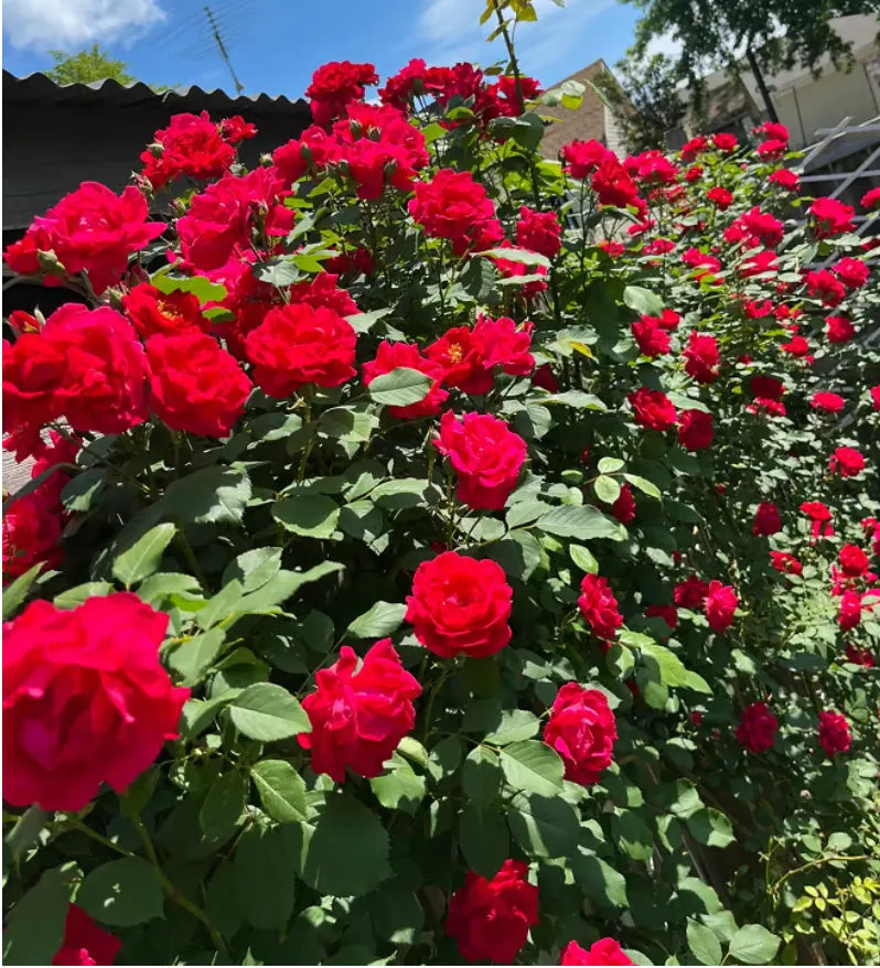 Semi di rose rampicanti