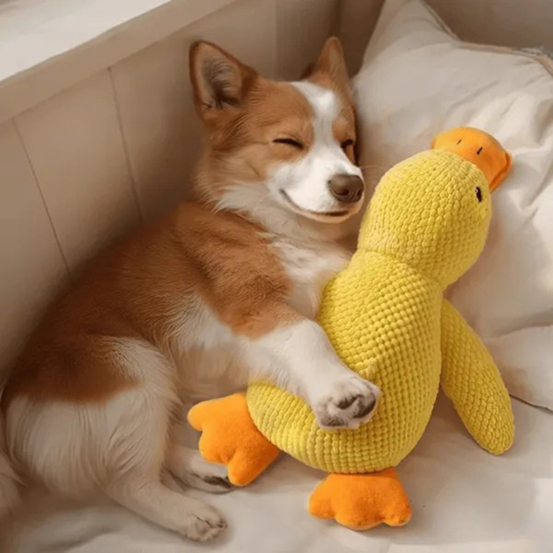 Jouet en Peluche Canard pour Chien