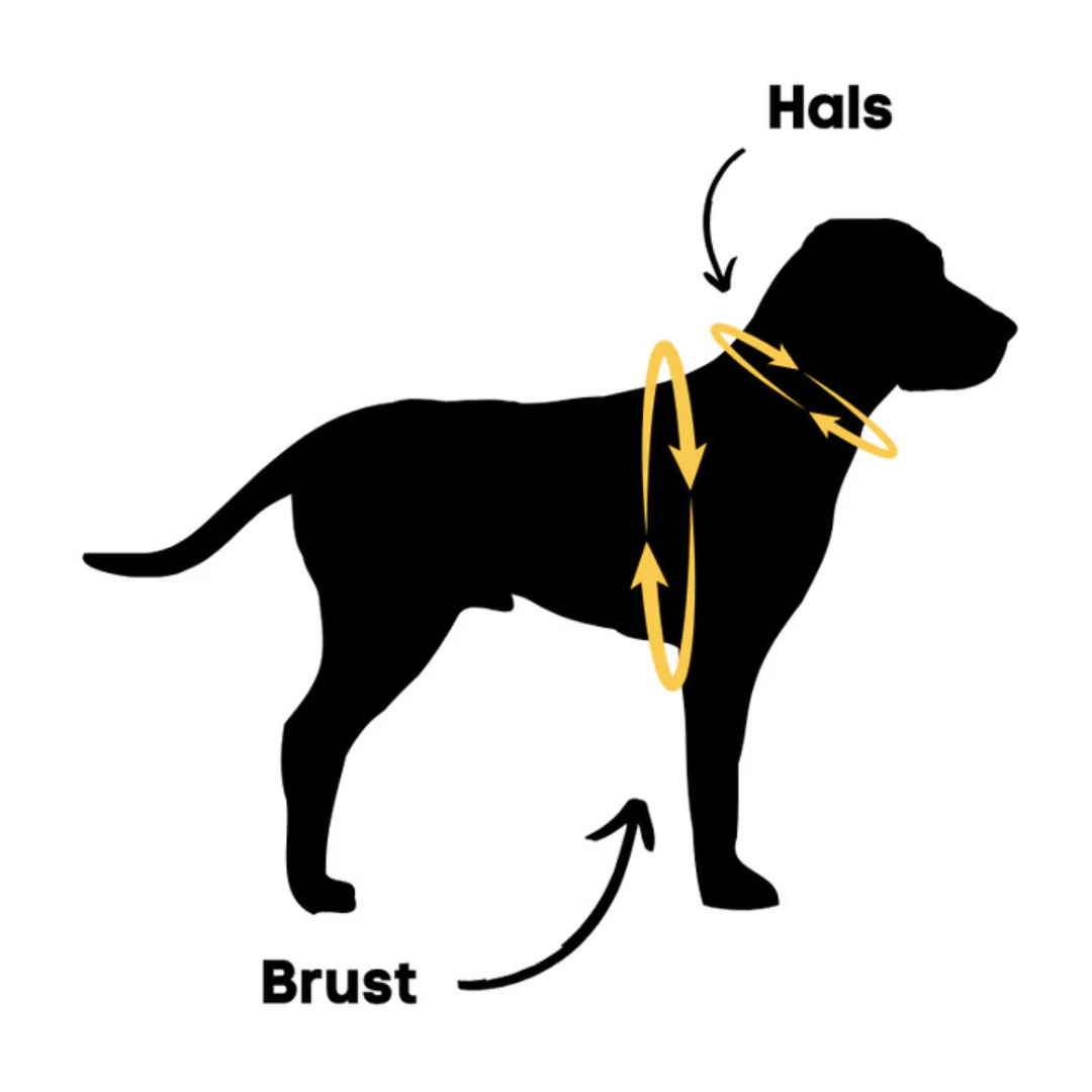 Harnais anti-traction avec laisse pour chien