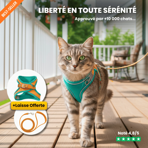 Geschirr für Katzen