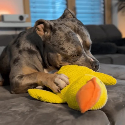 Jouet en Peluche Canard pour Chien