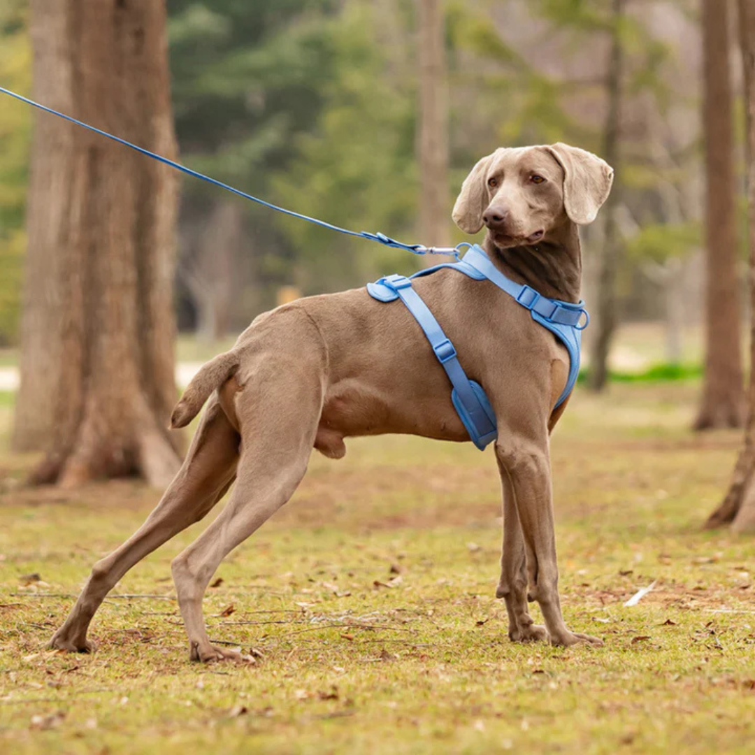 Harnais anti-traction avec laisse pour chien