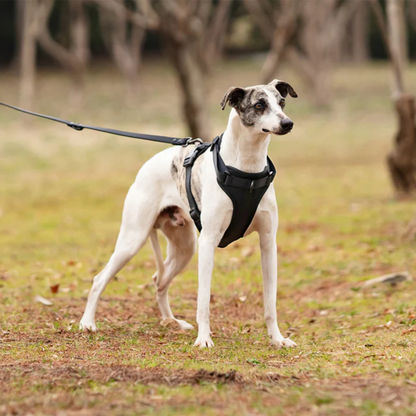 Harnais anti-traction avec laisse pour chien
