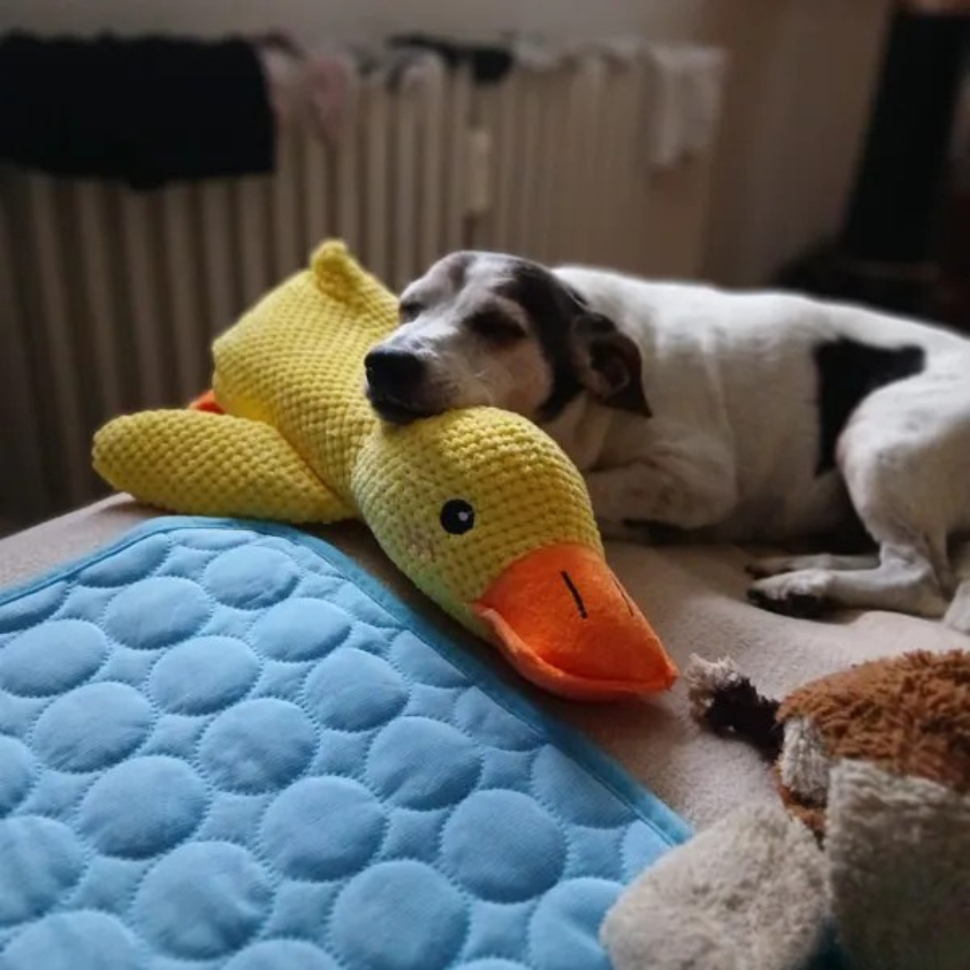 Jouet en Peluche Canard pour Chien