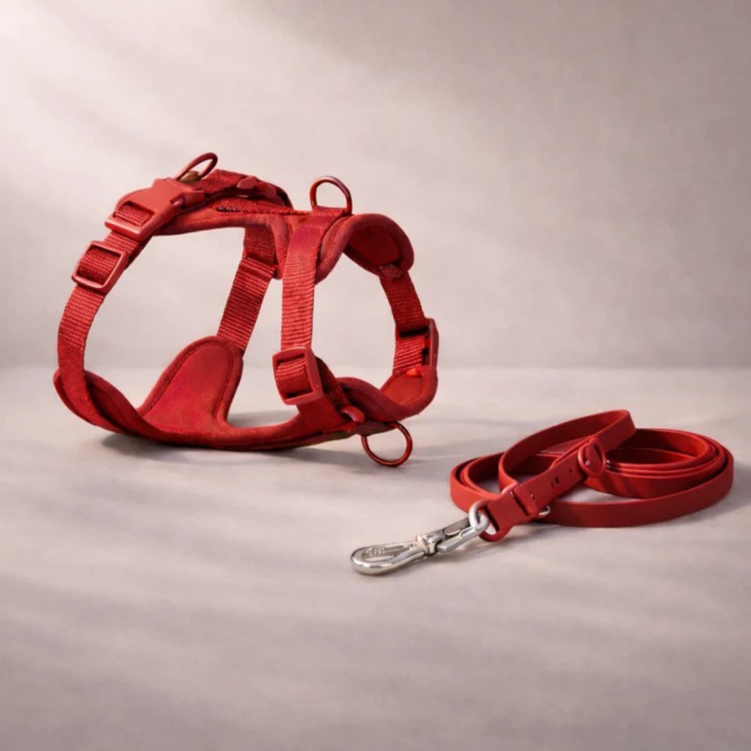 Harnais anti-traction avec laisse pour chien