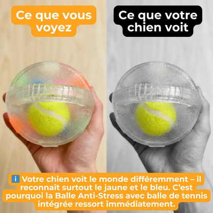 Jouet Résistant pour Chiens