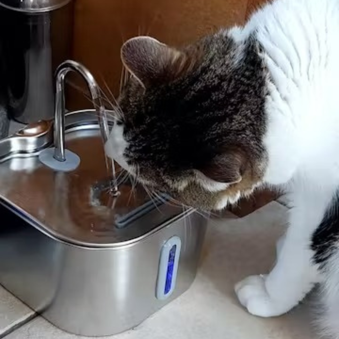 Fontaine Premium Sans Fil pour Chats