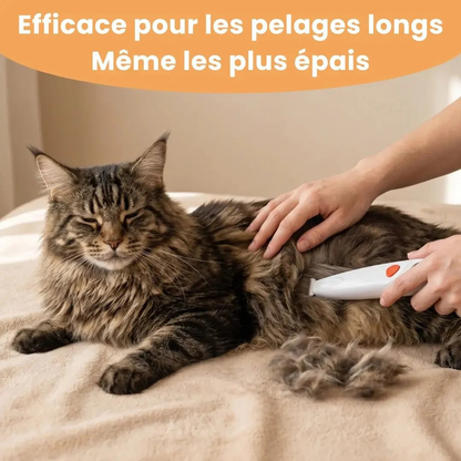 Präzisionsschermaschine für Katzen