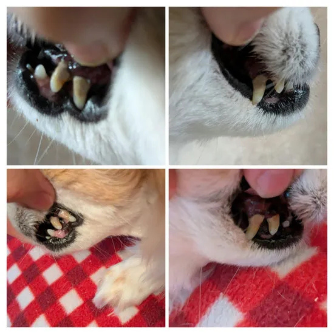 Spray Dentaire Anti-Tartre pour Chiens