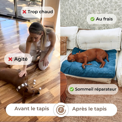 Tapis Rafraîchissant Chien Anti-Chaleur