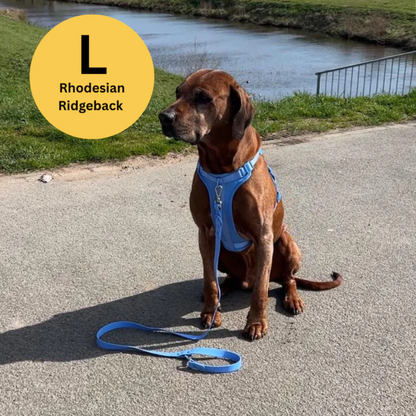 Harnais anti-traction avec laisse pour chien
