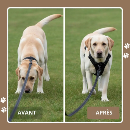 Komfortabler Anti-Zug-Gurt für Hunde