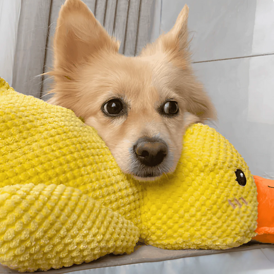 Canard Relaxant pour Chien