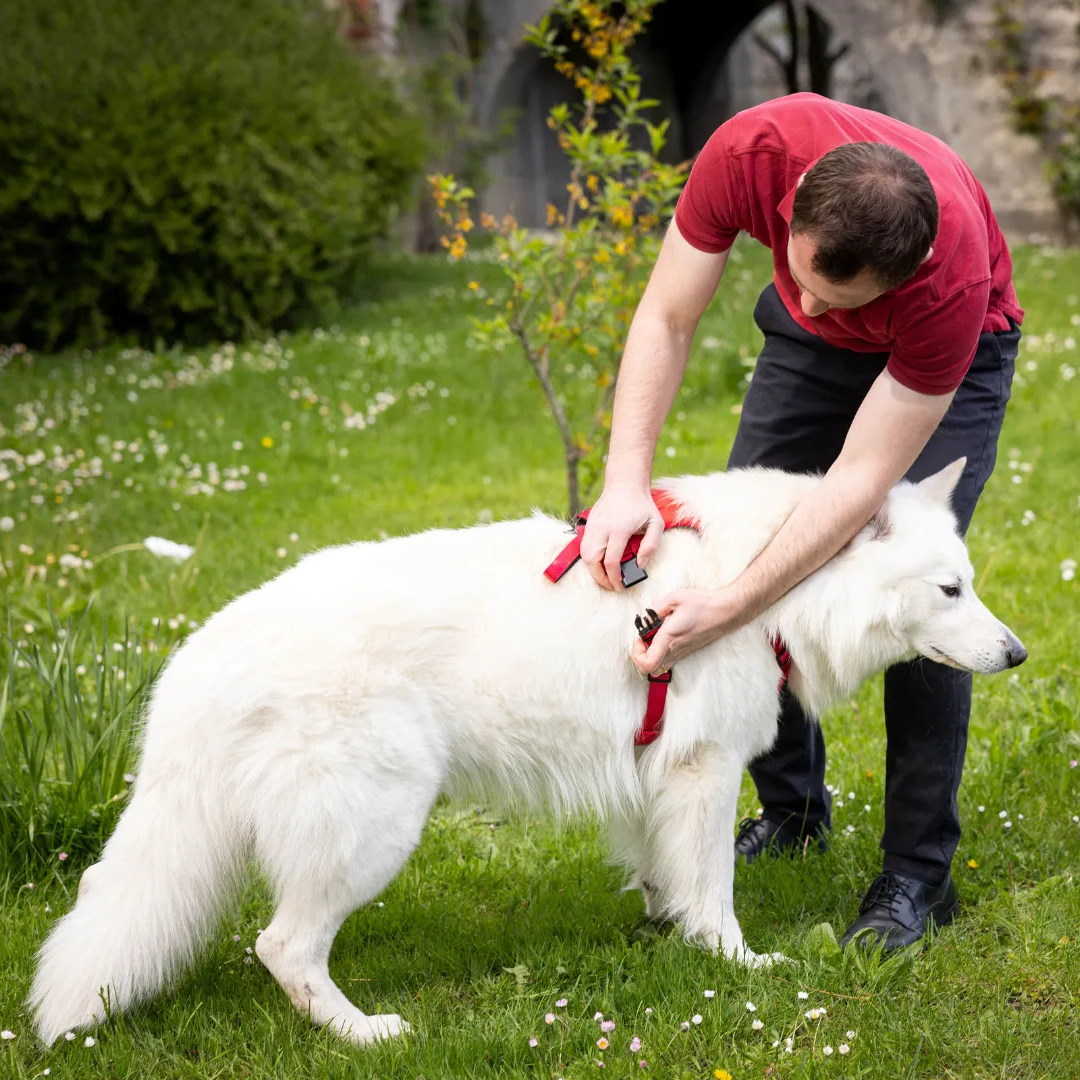 Harnais 2 en 1 pour chien