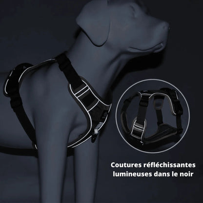 Harnais anti-traction | Laisse Offerte