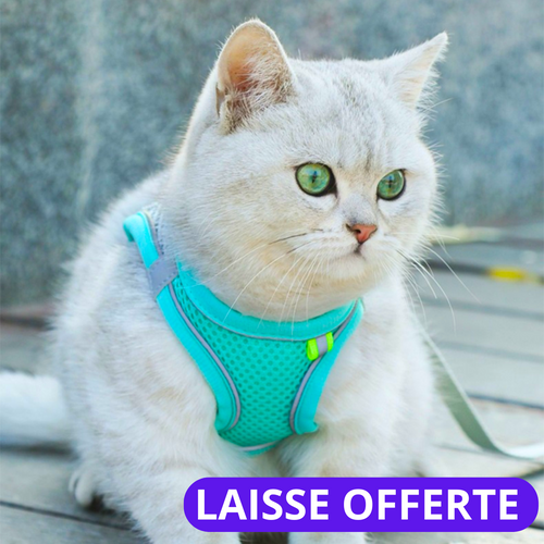 Harnais pour Chat | EASY CAT™