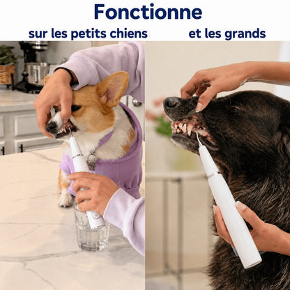 Détartreur ultrasonique pour chien
