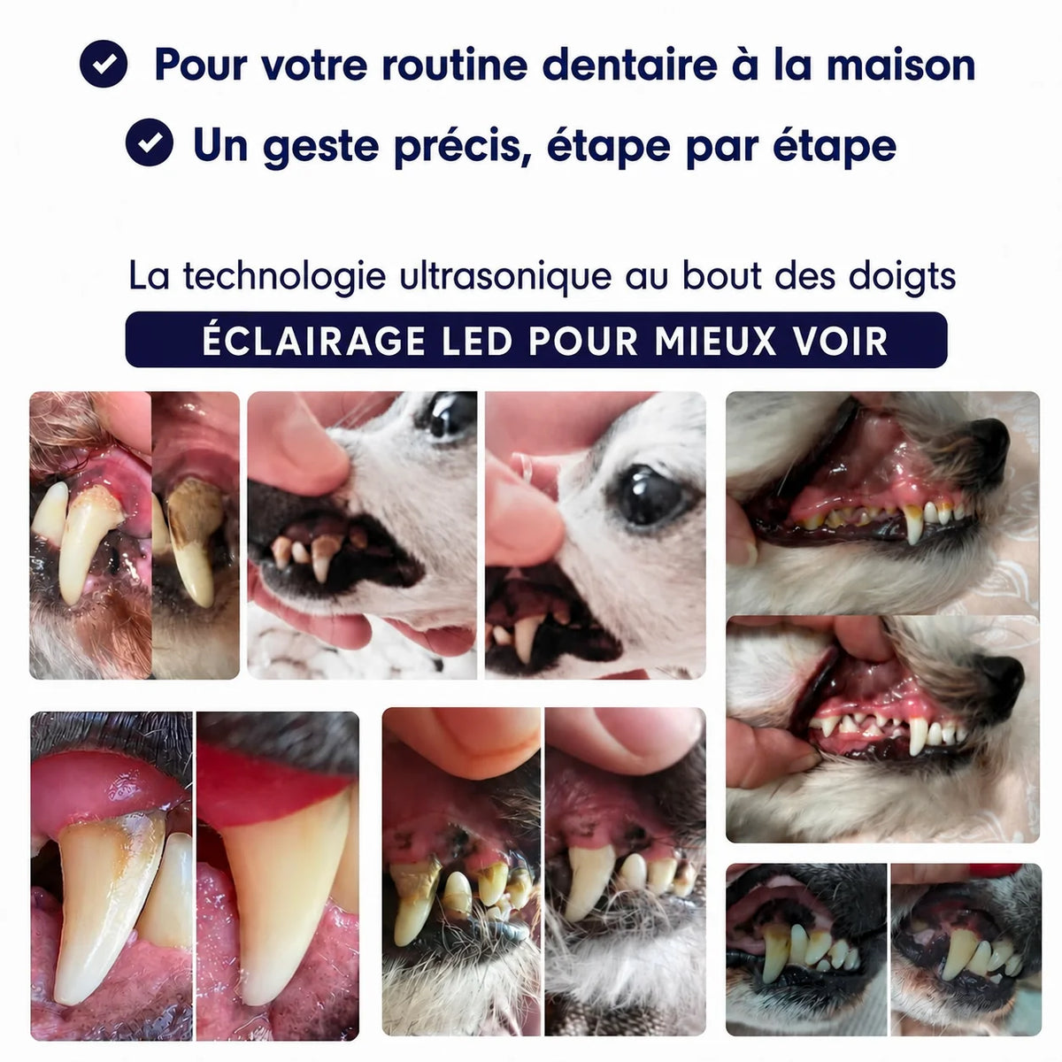 Détartreur ultrasonique pour chien