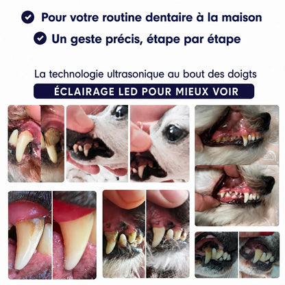 Détartreur ultrasonique pour chien