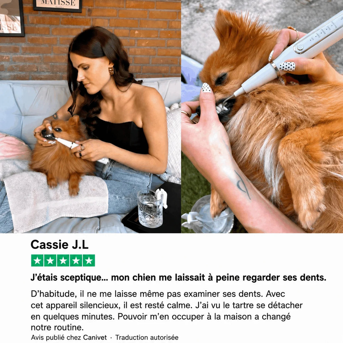 Détartreur ultrasonique pour chien