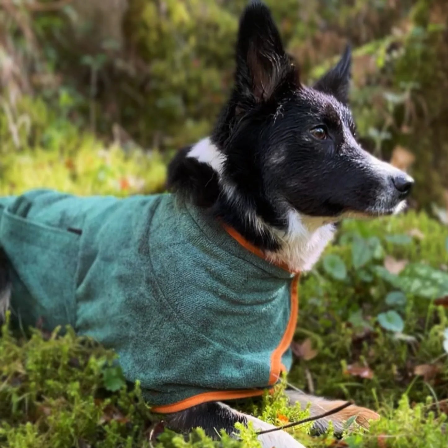 Trocknender Mantel für Hunde + Handtuch