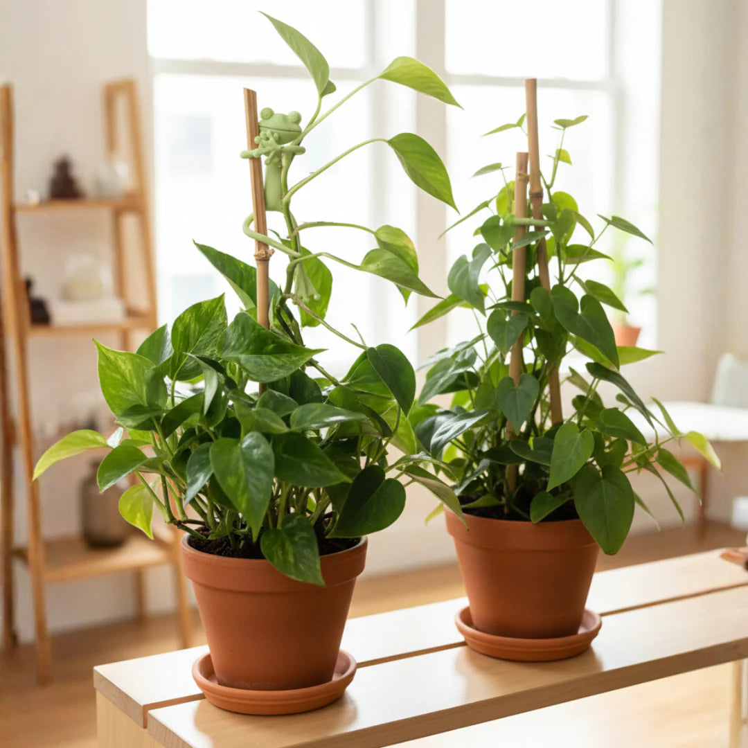 Pflanzenstütze „Frosch“