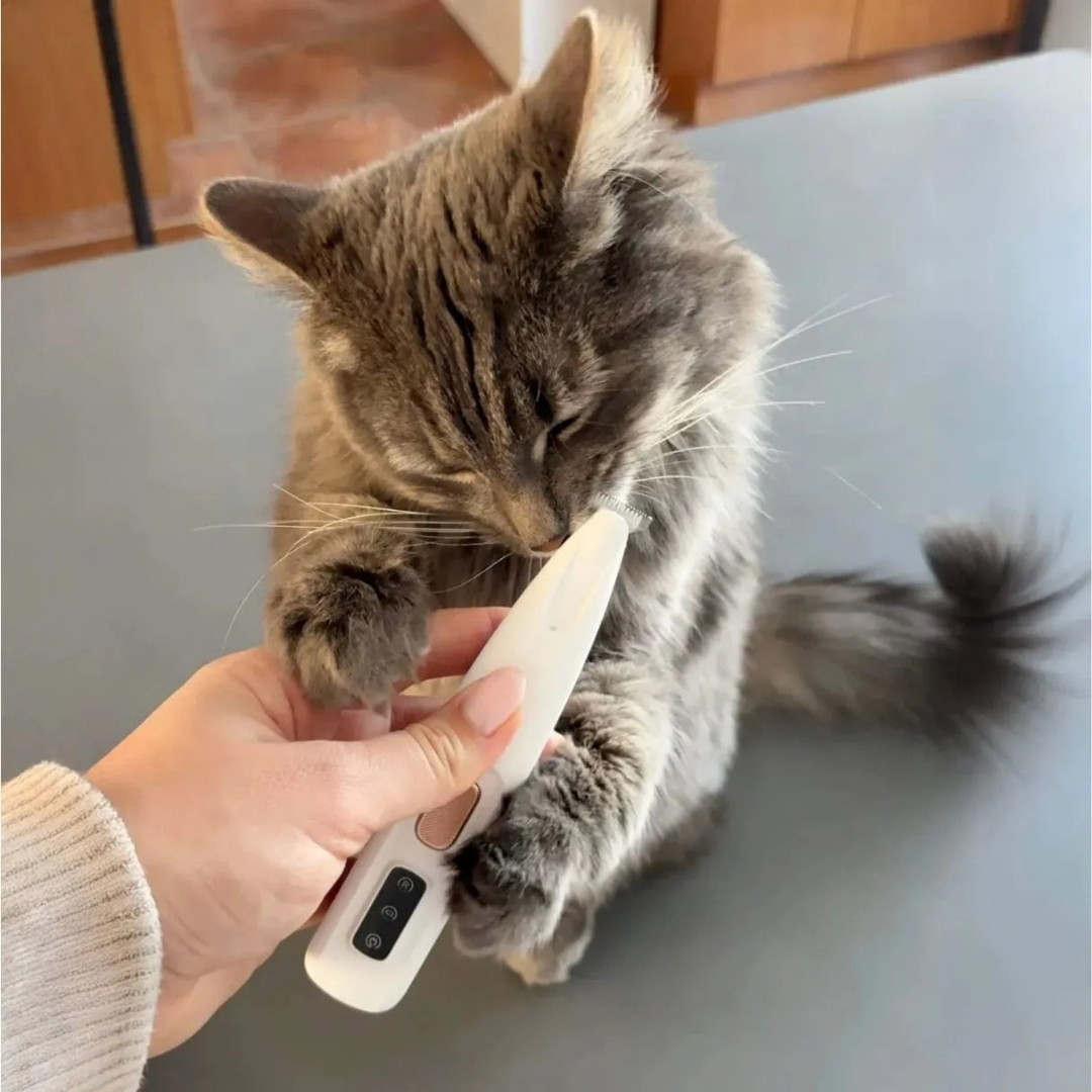 Präzisionsschermaschine für Katzen