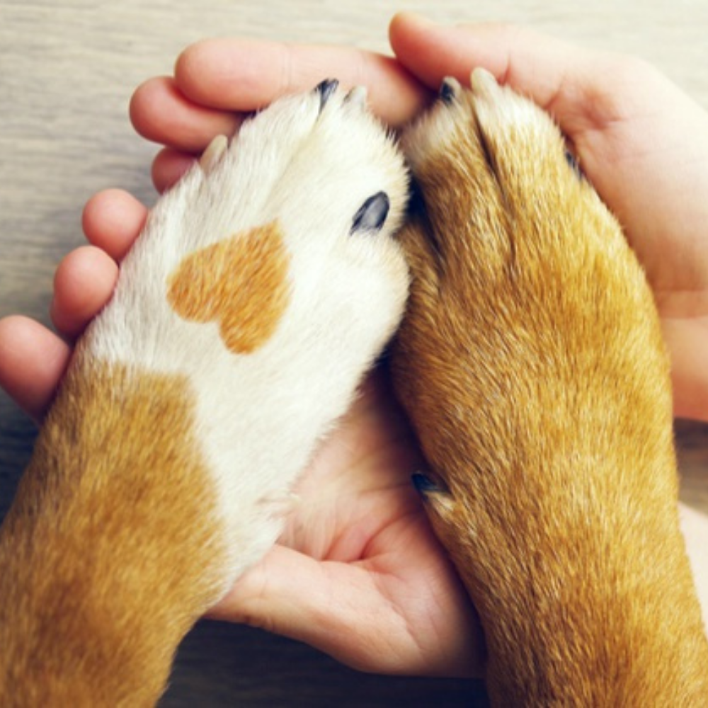 Elektrische Nagelfeile für Hunde - La Patte Canine® (Die Hundepfote)