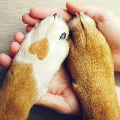 Elektrische Nagelfeile für Hunde